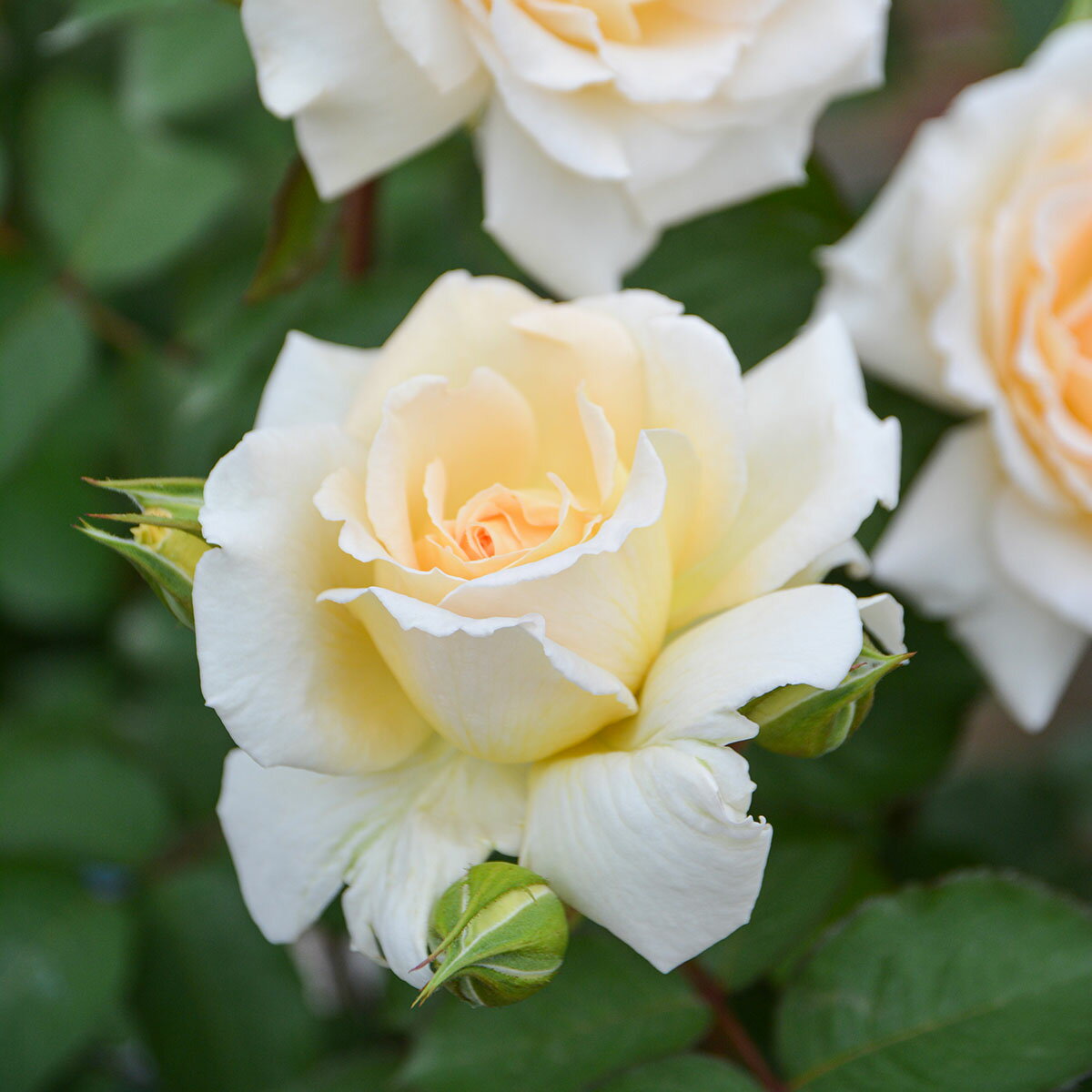 予約苗 バラ苗 【敦煌 (とんこう)】 (大苗) ハイブリッドティー 四季咲き 中大輪 クリーム色系 ロサオ..