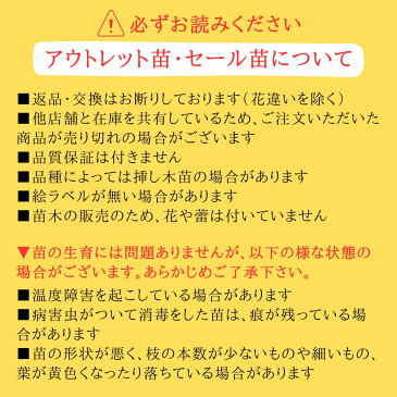 【アウトレット】苗B バラ苗 ヘクトル オリジナル角鉢6号 四季咲き中輪 ピンク系　ロサ オリエンティス