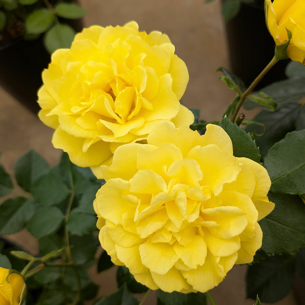 予約苗 バラ苗 【ゴールデンストリートカラーズ】 (大苗) フロリバンダ 四季咲き 中輪 黄色系 メイアン..