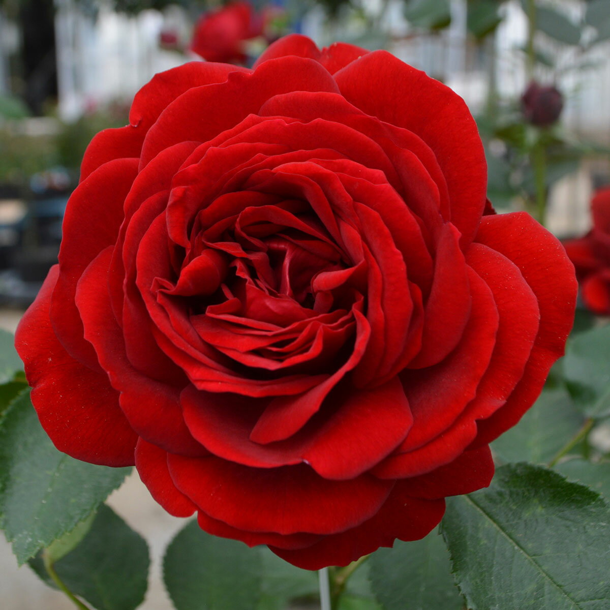 予約苗 バラ苗 【ライデンシャフト】 (大苗) つるバラ 四季咲き 中輪 赤系 コルデス 国産苗 6号スリッ..