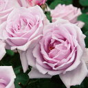 バラ苗 つるブルームーン 国産新苗4号ポリ鉢 つるバラ(CL) 返り咲き 紫系