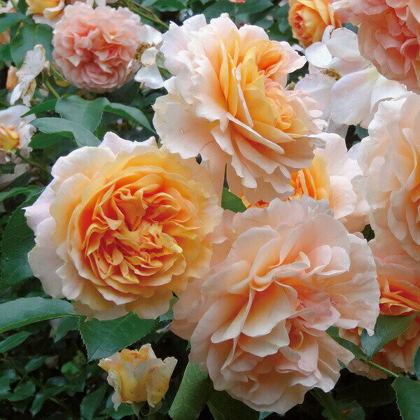 予約苗 バラ苗 【ザンガーハウザーユビレウムスローゼ】 (大苗) フロリバンダ 四季咲き 中輪 ピンク系 アプリコット系 コルデス 国産苗 6号スリット鉢 【2025年1月下旬順次配送】