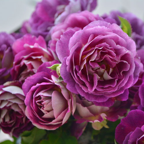 バラ苗 オルフェオ 国産新苗4号鉢 四季咲き 中輪 複色系 紫系 ロサ オリエンティス