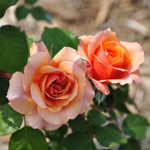 バラ苗 ヴェルシーニ 国産新苗4号鉢 返り咲き オレンジ系 ギヨーローズ（フレンチローズ）のサムネイル