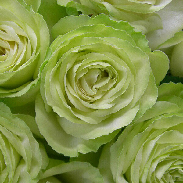 バラ苗 【わかな】 (新苗) ハイブリッドティー 四季咲き 中輪 白系 ロサオリエンティス 国産苗 4号鉢のサムネイル