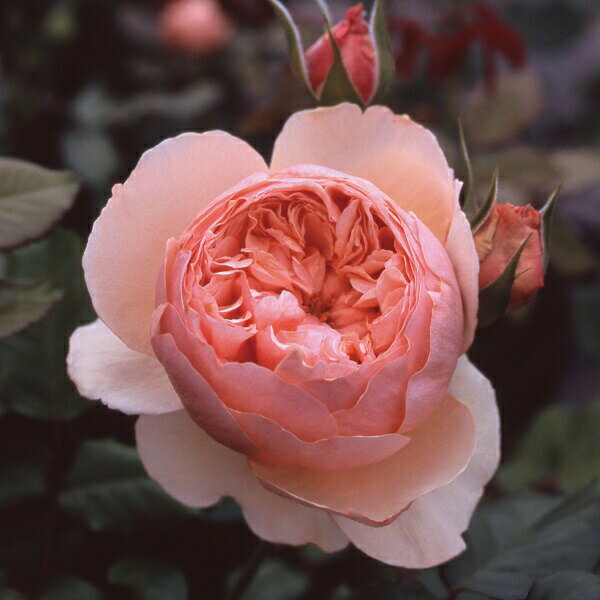 バラ苗 【真宙 (まそら)】 (新苗) フロリバンダ 四季咲き 中輪 オレンジ系 禅ローズ 吉池貞藏氏 国産苗 4号鉢 強香のサムネイル