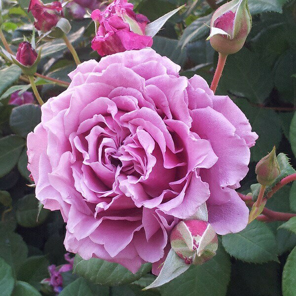 予約苗 バラ苗 夢紫(ゆめむらさき) 国産大苗 禅ローズオリジナル角鉢7号四季咲き中輪 フロリ...