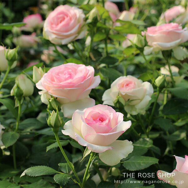 �Х��� �ڥԥ�����ɥ����󥵡���� (����) �Ĥ�Х� �֤�餭 ���� ʣ���� �ԥ󥯷� �ᥤ���� ���� 6�楹��å�ȭ