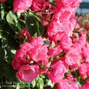 バラ苗 つるアンジェラ 国産大苗6号スリット鉢つるバラ（CL) 四季咲き小輪 ピンク系