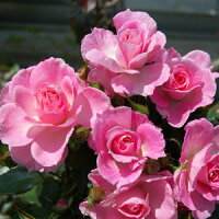 THE ROSE SHOP
ストロベリーダイキリ