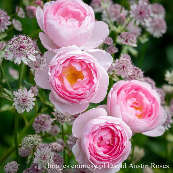 予約苗 バラ苗 【セプタードアイル】 (大苗) シュラブ 半つる性 返り咲き 中輪 ピンク系 イングリッシュローズ ER6L専用角鉢 強香 強健 病気に強い 耐病性あり 【2026年1月下旬順次配送】のサムネイル