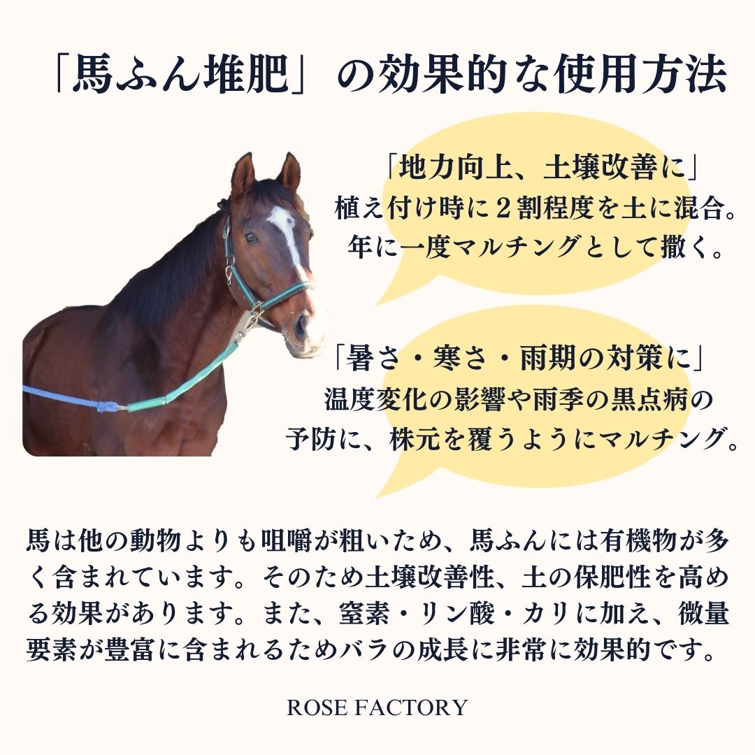 �Х����� �����Ϥդ����� �ץ�ߥ��� 12��åȥ� / 1�� / 4�ޥ��å�(������̵���ۡڥ᡼����ľ���ۡڽв�������ۡ�Ʊ���Բġ�)