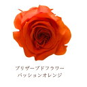 プリザーブドフラワー 一輪 ヘッド ローズいずみ オレンジ パッションオレンジ 花材