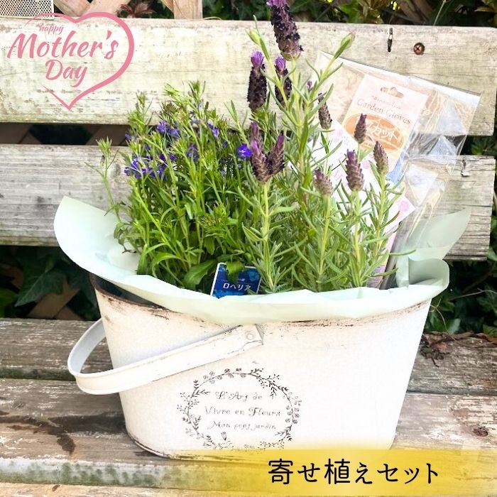 寄せ植え 父の日 寄せ植えセット プレゼント ギフト 苗 ガーデニング 妻へ 姑へ フラワーアレンジメント 季節の苗 お任せ 母の日ギフト