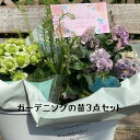 父の日 苗 ガーデニング お花 寄せ植え プレゼント ギフト プレゼント 誕生日 記念日