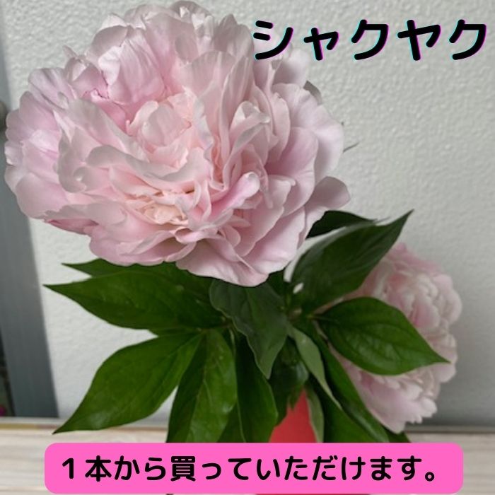 楽天ROSETTA父の日 生花 芍薬 薄いピンク 花束 お届け 1本 人気商品