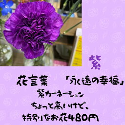 一輪花 花束贈呈 1本 カーネーション 学校行事 送別 先生 卒業 謝恩会 プレゼント ギフト 卒園 卒部 卒団 生花 一輪 友達　ピアノ 発表会 スケートリンク 投げる フラワー お任せ 新鮮 人気 生花 イベント 周年記念