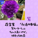 夏 一輪花 紫 花束贈呈 1本 カーネーション 学校行事 送別 先生 卒業 謝恩会 プレゼント ギフト 卒園 卒部 卒団 生花 一輪 友達 ピアノ 発表会 スケ...