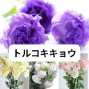 夏 トルコキキョウ 花束 生花 赤 白 黄色 ミックス 紫 ピンク 花束 自宅用 人気 切り花 プレゼント ギフト お盆 誕生日 結婚記念日 バレンタイン ホワ...