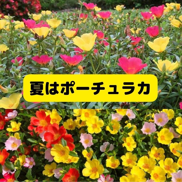 父の日 ポーチュラカ 寄せ植え 苗 