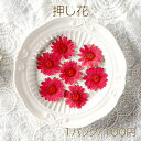 押し花 菊 真空パックドライフラワー デコパーツ 貼り絵 ハーバリウム 花材 UVレジン天然素材 (1パック)
