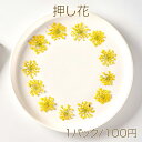 押し花 カスミソウ 真空パックドライフラワー デコパーツ 貼り絵 ハーバリウム 花材 UVレジン天然素材 (1パック)