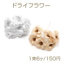 ドライフラワー サザンカ 花束 造花 飾り 手作り(1束6個)