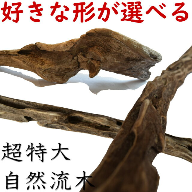 楽天市場】流木 特大(素材(インテリア)木)(インテリア小物 楽天市場】流木 特大(素材(インテリア)木)(インテリア小物