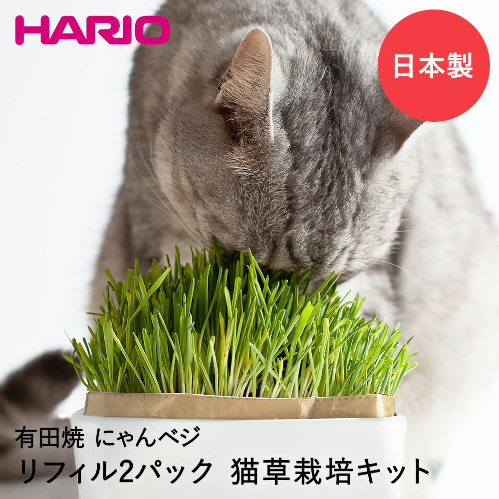 猫草栽培キットにゃんベジセットN 猫草 HARIO 日本製 有田焼 | 土いらず エン麦 猫 おやつ ペット ペット用品 ペットグッズ ペット用 餌 エサ えさ キャットフード ペットフード ねこ 猫用品 栽培キット 栽培セット 猫のおやつ 植物 フード 猫の餌 猫用おやつ 猫用 草