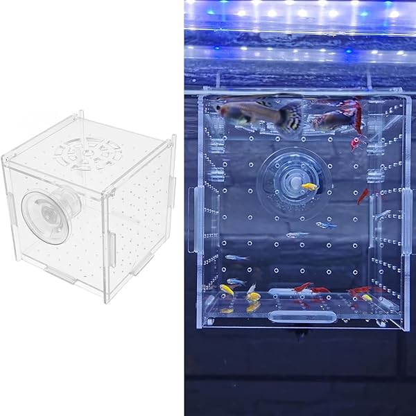 【送料無料】繁殖隔離ボックス 稚魚 10x10x10cm 透明アクリル 産卵孵化 隔離保護 観察便利 省スペース エビ メダカ 吸盤付き