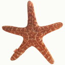 ヒトデ 貝星の抱き枕 お誕生日プレゼント 大きい ぬいぐるみ ふわふわ 海 ぬいぐるみ 抱き枕 母の日 クリスマス 彼女 ギフト 贈り物 女の子 インテリア 店...