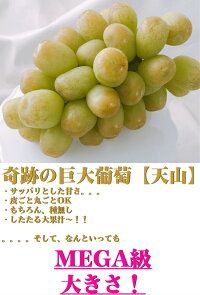 【6月下旬からお届け】奇跡の巨大葡萄【天山】【1房:1300g以上】【贈答箱】【ぶどう】【岡山フルーツお中元送料無料贈り物ギフト】