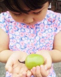 【6月下旬からお届け】奇跡の巨大葡萄【天山】【1房:1300g以上】【贈答箱】【ぶどう】【岡山フルーツお中元送料無料贈り物ギフト】
