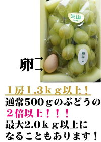 【6月下旬からお届け】奇跡の巨大葡萄【天山】【1房:1300g以上】【贈答箱】【ぶどう】【岡山フルーツお中元送料無料贈り物ギフト】
