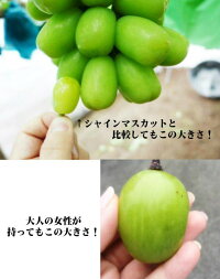 【6月下旬からお届け】奇跡の巨大葡萄【天山】【1房:1300g以上】【贈答箱】【ぶどう】【岡山フルーツお中元送料無料贈り物ギフト】