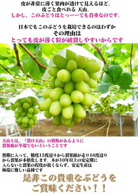 【6月下旬からお届け】奇跡の巨大葡萄【天山】【1房:1300g以上】【贈答箱】【ぶどう】【岡山フルーツお中元送料無料贈り物ギフト】