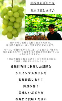 6月中旬以降お届けシャインマスカット【農園箱】【1房】【800g以上】【お中元】【ぶどう】【送料無料】【贈り物】【ギフト】