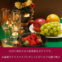 【6月中旬以降お届け】シャインマスカット【贈答箱】【1房】【800g以上】【お中元】【ぶどう】【送料無料】【贈り物】【ギフト】