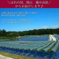 6月中旬以降お届けシャインマスカット【贈答箱】【1房】【800g以上】【お中元】【ぶどう】【送料無料】【贈り物】【ギフト】