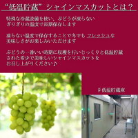 シャインマスカット【1房】【800g以上】【お歳暮】【ぶどう】【送料無料】【贈り物】【ギフト】