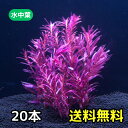 水草 水中葉 無農薬 ニードルリーフ ルドウィジア 5本~ 水槽 アクアリウム ビオトープ ルドウィジア アルクアータ