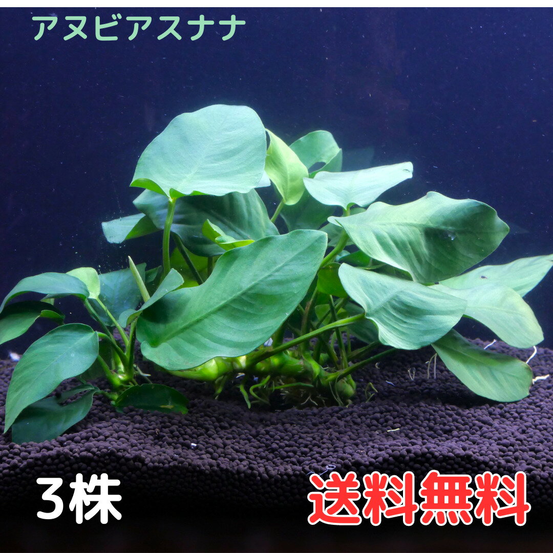 アヌビアスナナ（3株6葉前後） 水草 陰性水草 アクアリウム 送料無料 アヌビアス