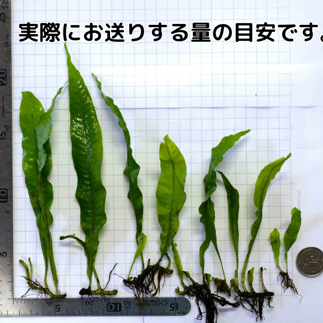 ミクロソリウム プテロプス (5株 12葉前後) 水草 陰性水草 シダ アクアリウム 送料無料 3