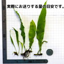 ミクロソリウム プテロプス (3株 6葉前後) 水草 陰性水草 シダ アクアリウム 送料無料 3