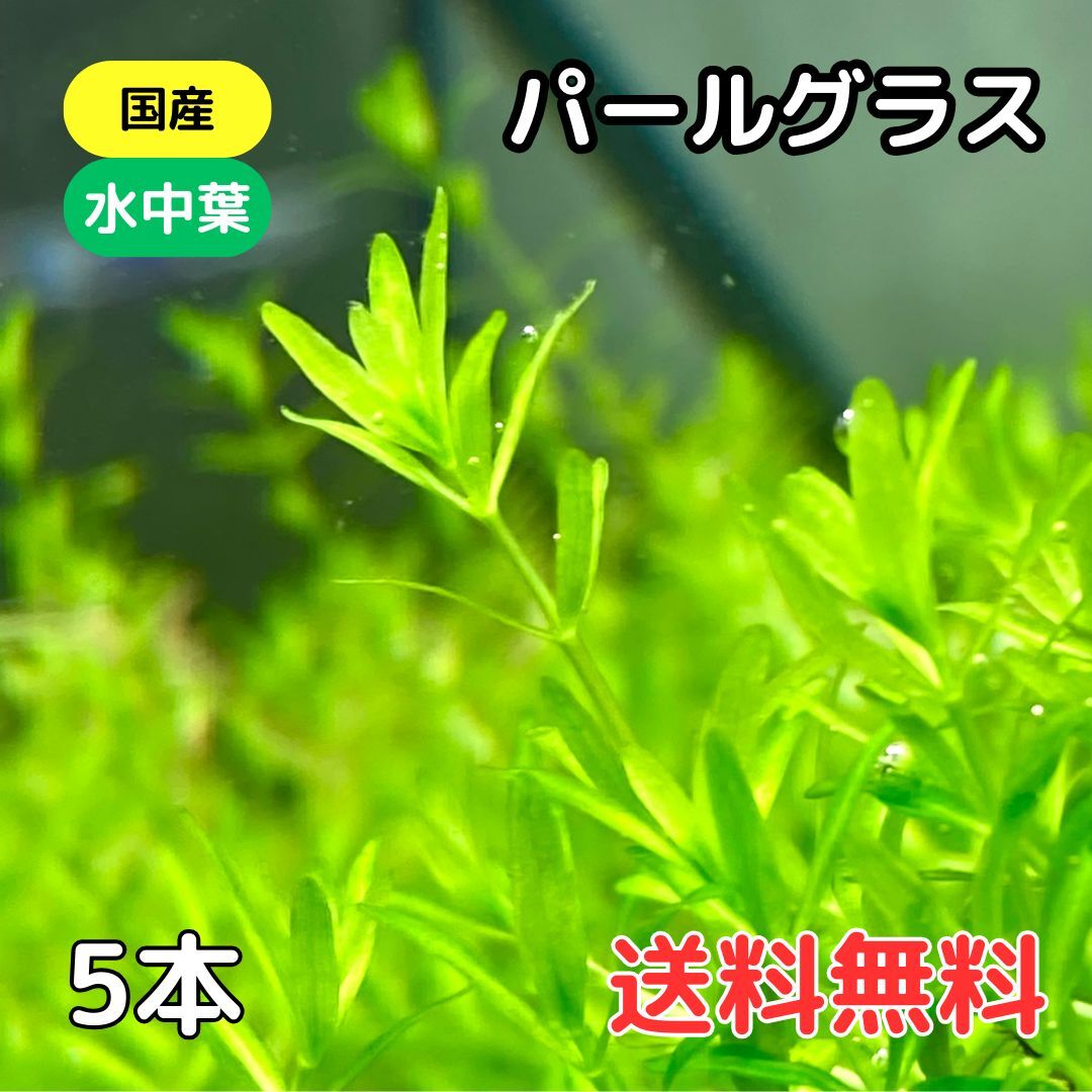 国産 パールグラス 水中葉5本 送料無料 水草 中景草 後景草 送料無料
