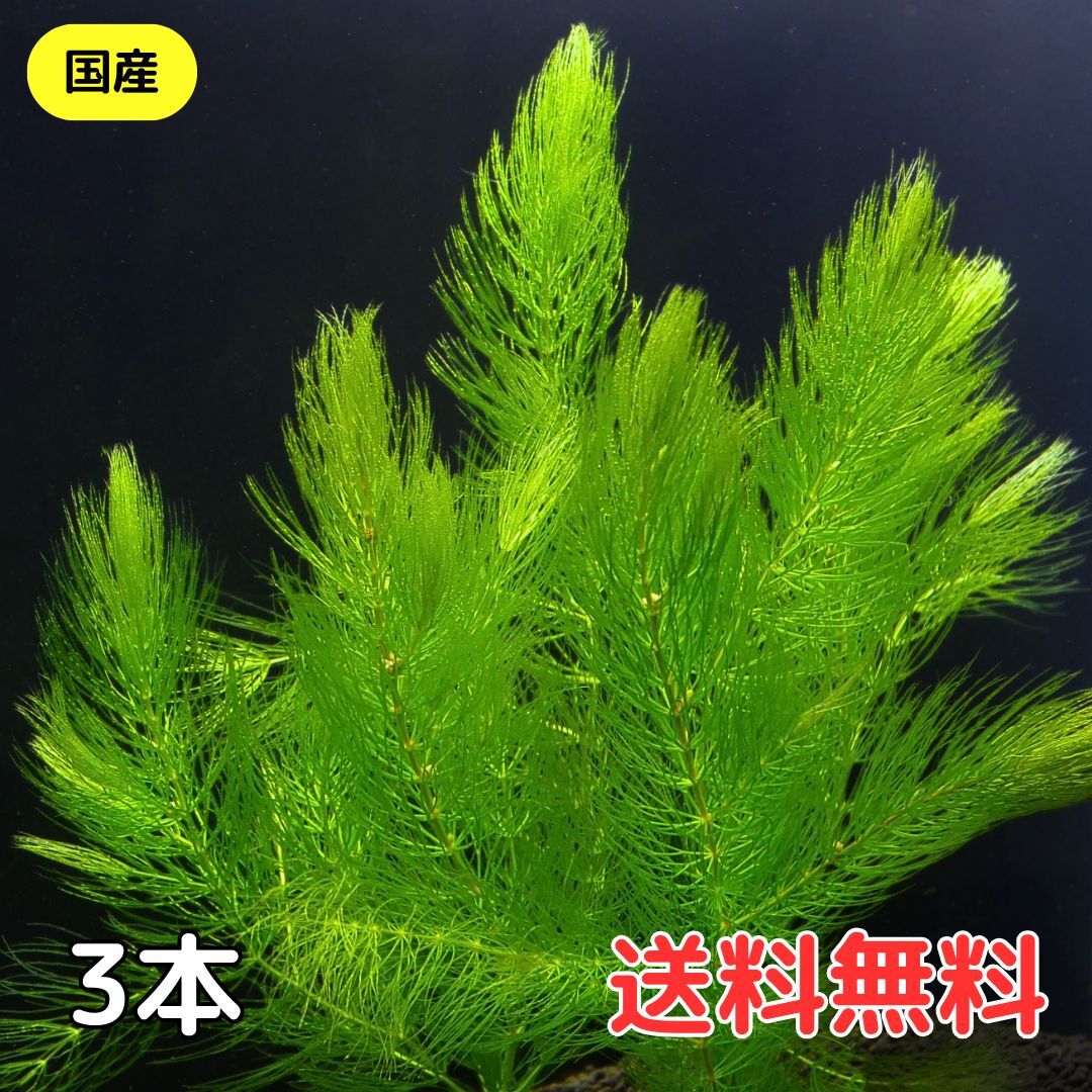 マツモ 国産 3本 送料無料 水草 中景草 後景草