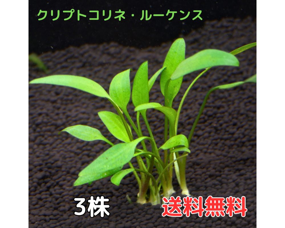 クリプトコリネ・ルーケンス 送料無料 水草 陰性水草 アクアリウム 半ポット 3株