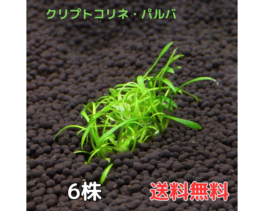 クリプトコリネ・バルパ 送料無料 水草 陰性水草 アクアリウム 1ポット 6株