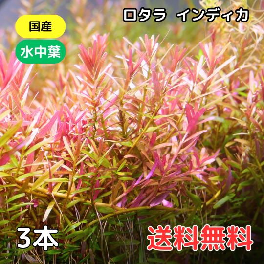 ロタラ インディカ 3本 国産無農薬 水中葉 水草 中景草 後景草 送料無料