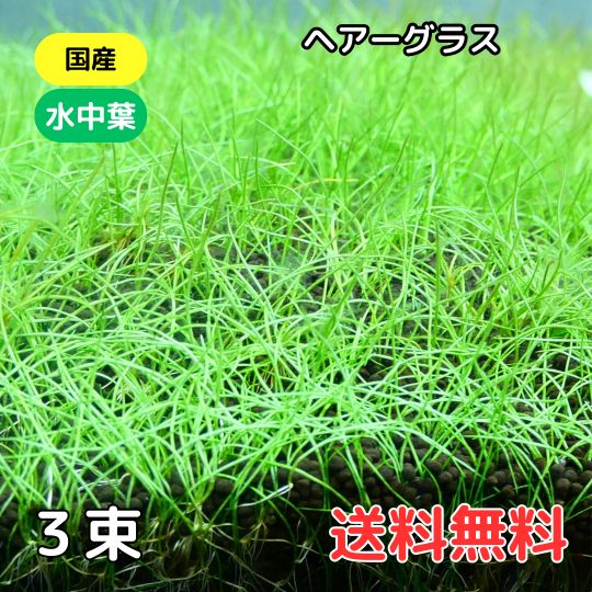 ヘアーグラス3束 送料無料 前景草 国産 無農薬 緑の絨毯